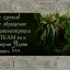 Обращение администрации CF-TEAM